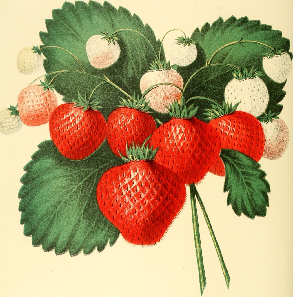 Fragole - The fruits of America 1848